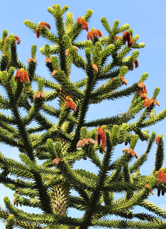 猴子用种子-球果(智利松树/南洋杉)来拼图树枝